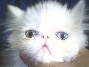 ПЕРСИДСКИЕ КОТЯТА ЭКСТРЕМАЛЫ.