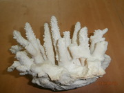 тихоокеанский коралл