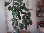 фикус комнатный шестилетний, высота полтора метра