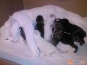 Продам катят плюшевые британчики