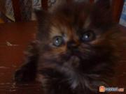 Продам персидских котят